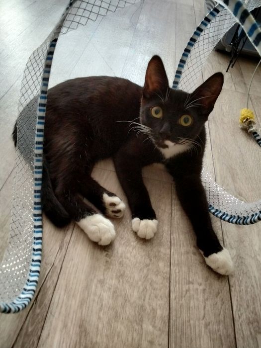 Отдам котенка в добрые руки