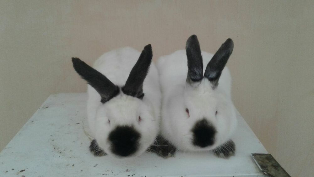 Куенлар сотилади холати соглом