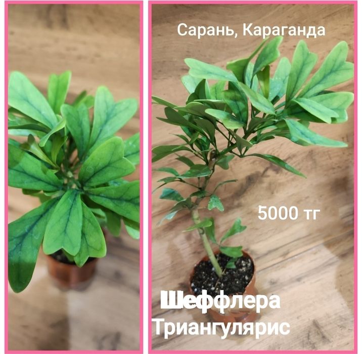 Шефлера разная, Каштан