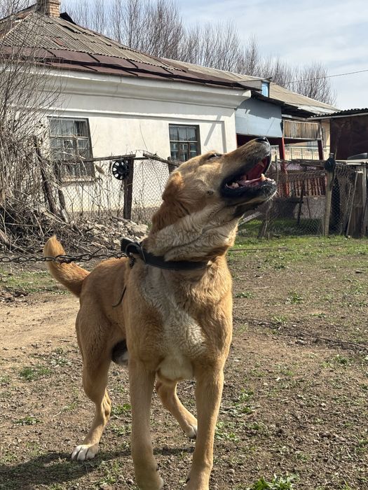 Продам Алабай город Сарыагаш