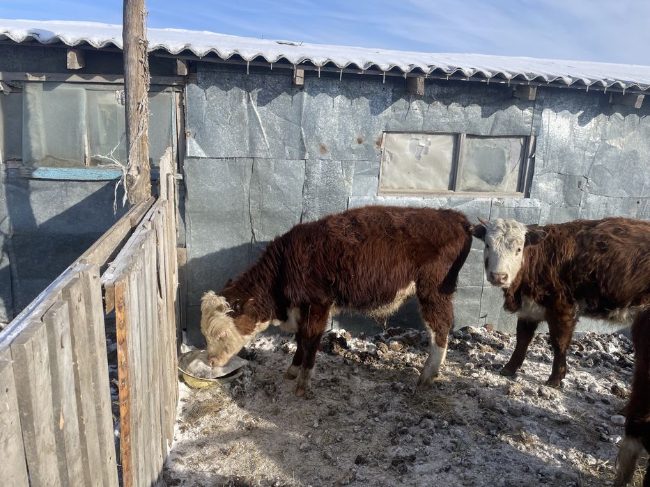 Продаются годовалые бычки.