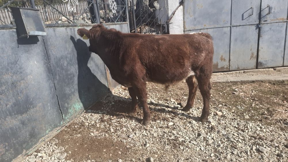 Vînd un vițel rasa