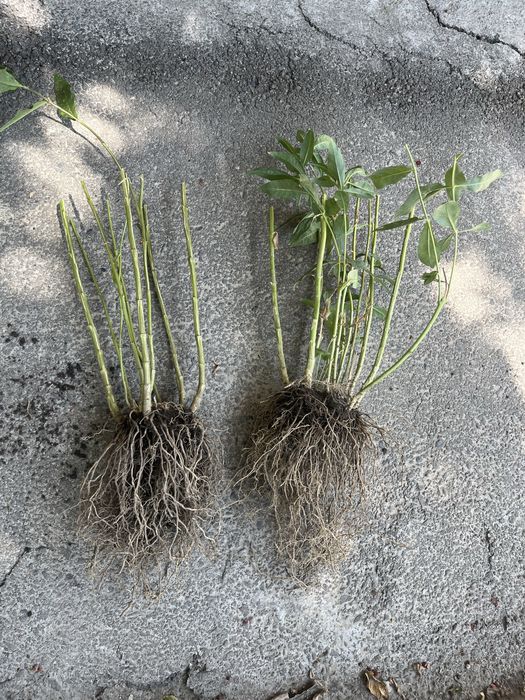 Флоксы многолетние