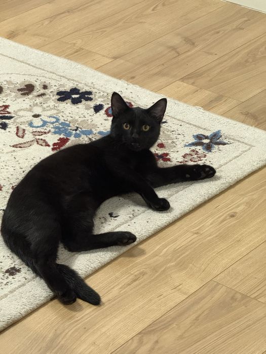 Котенок в добрые руки