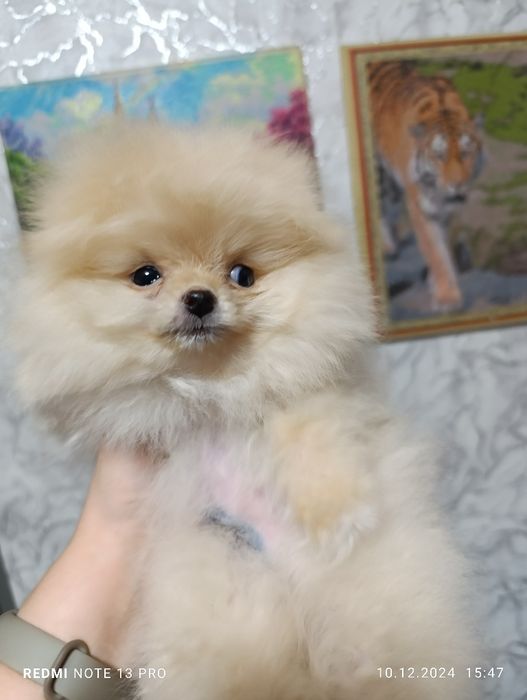 Щенки померанского шпица