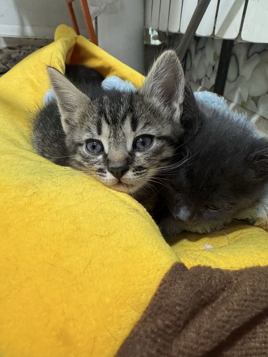 Отдам в добрые руки котят