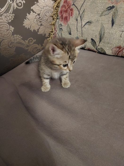 Котята в хорошие руки