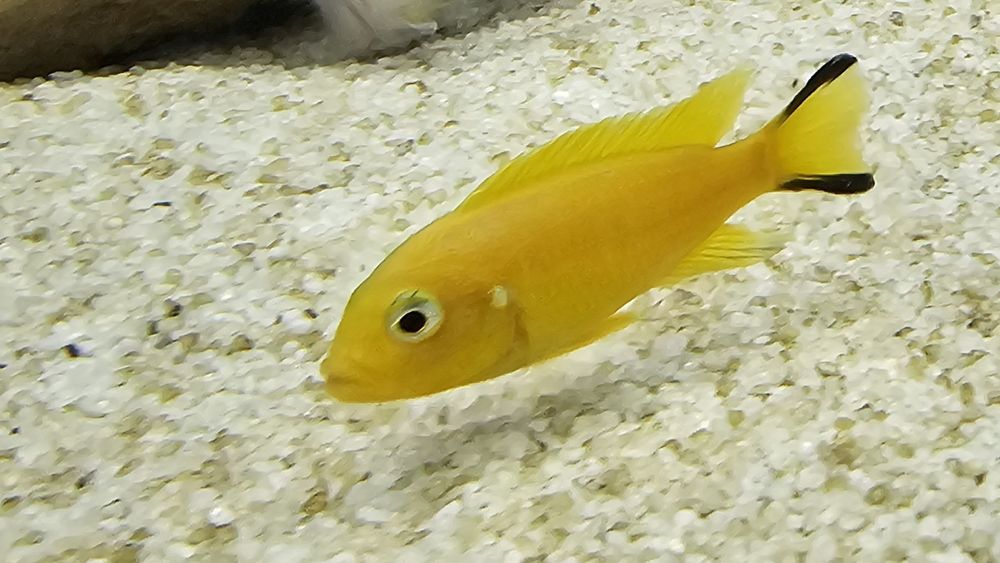 Рибки Африкански цихлиди