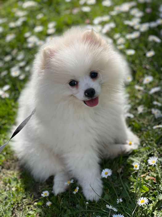 Cățeluș pomeranian