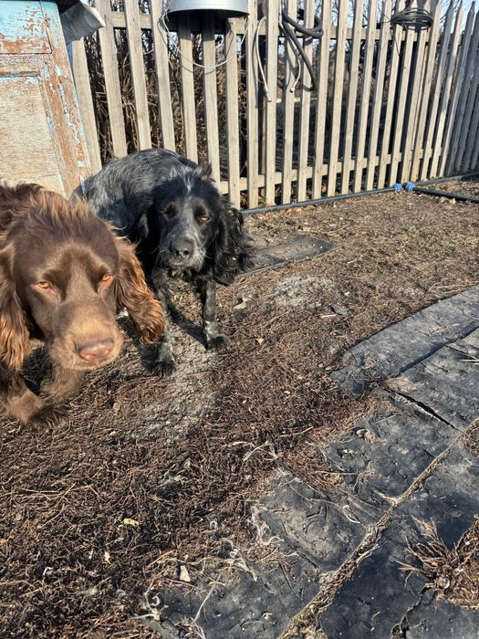 Продам руского спаниэля