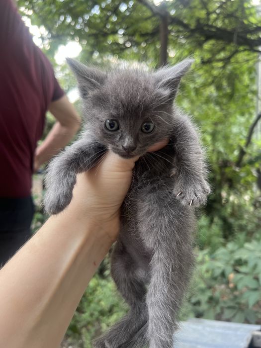 Отдаи котят 1 месяц