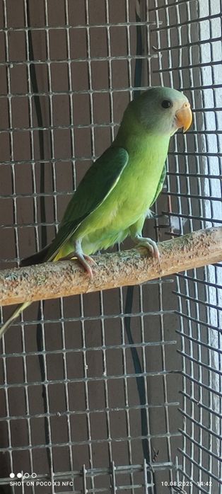Сливоголовый попугай 5 мес
