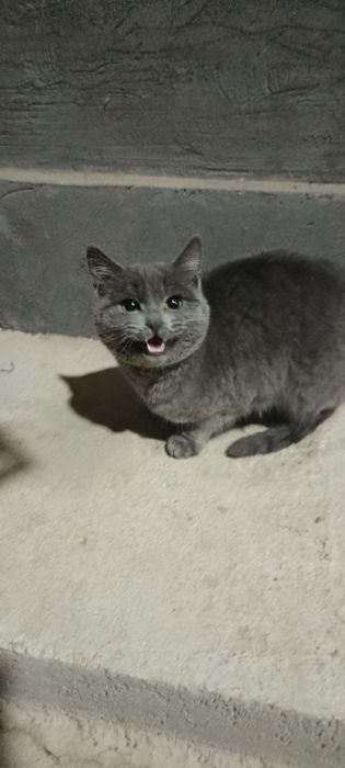 Britaniya kalta yungiga oʻxshaydi