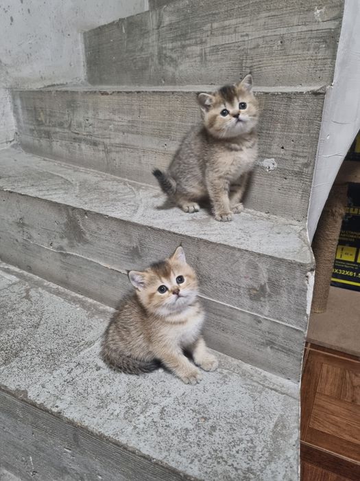 Шотландские котята золотая шиншилла