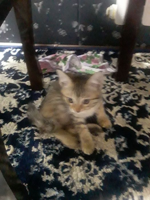 Котята в добрые руки. Бесплатно