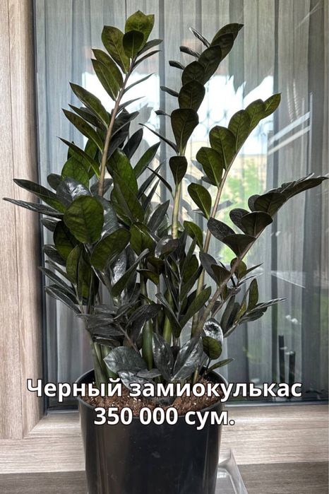 Черный замиокулькас