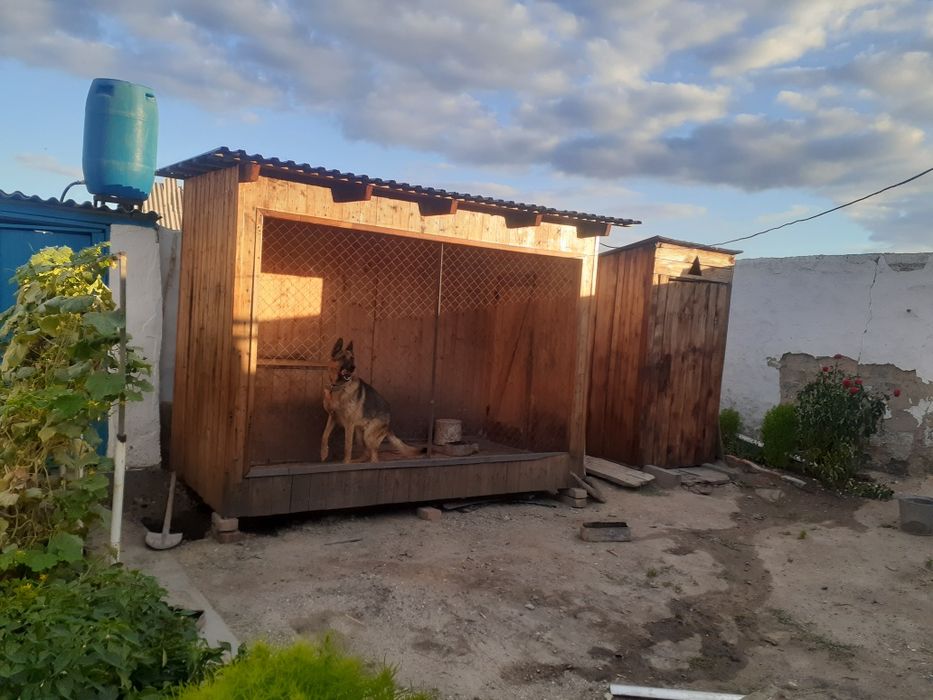 Кобель для вязки