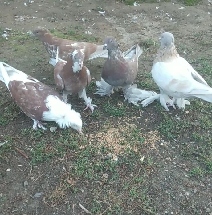 Продам   голубей