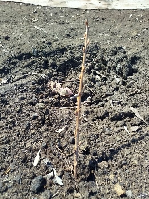 Саженцы черной смородины