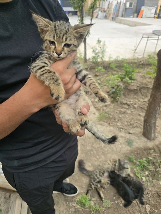 Котята в добрые руки бесплатно
