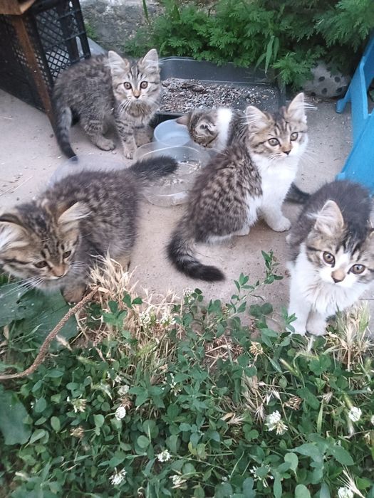 Отдам замечательных котят