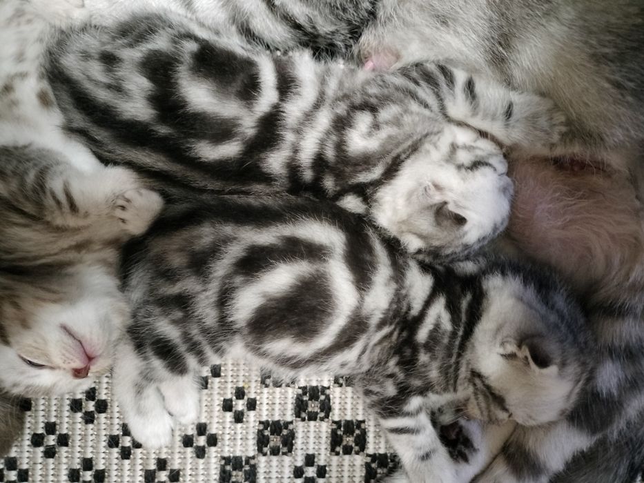 Котята ,, Скоттиш фолд,,  Скоттиш страйт