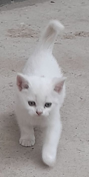 Шотланские  веслаухие котята..