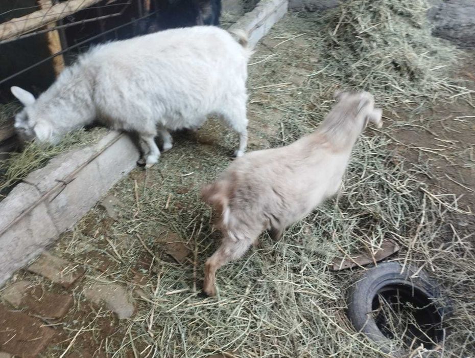 Заанен ешкілері лақтарымен