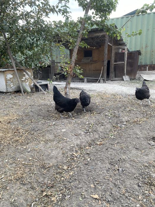 Продам куры ухейилюй