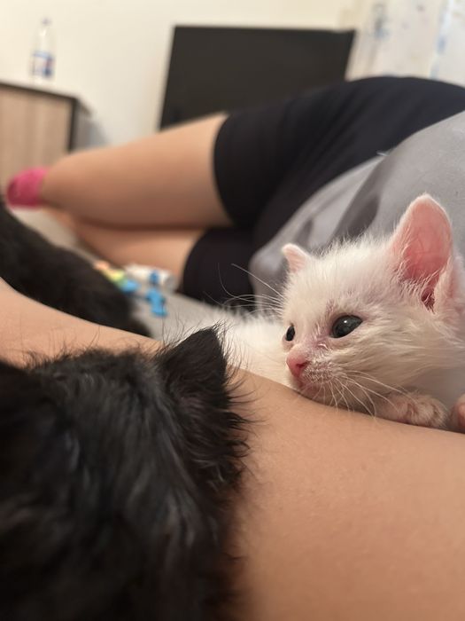 Отдам котят в добрые руки