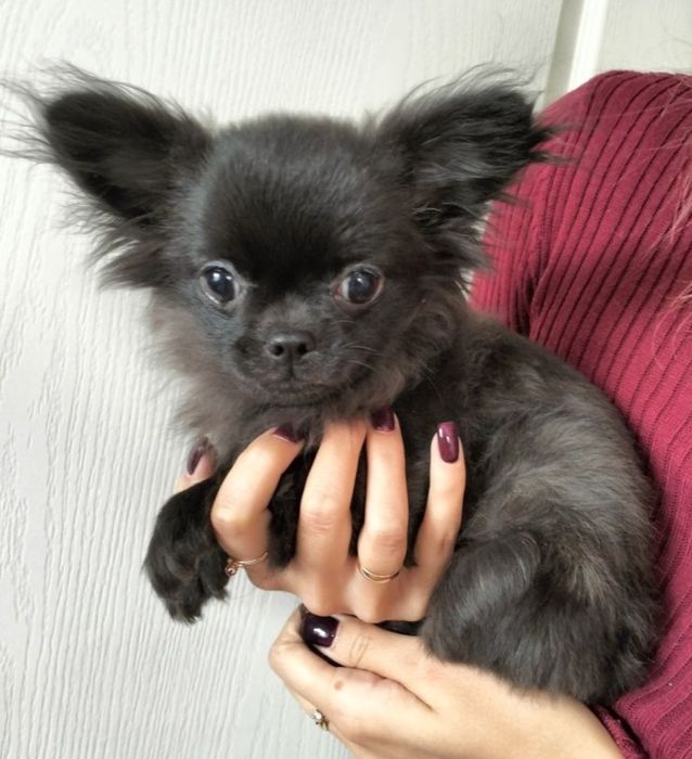 Кобель Чихуахуа для вязки.