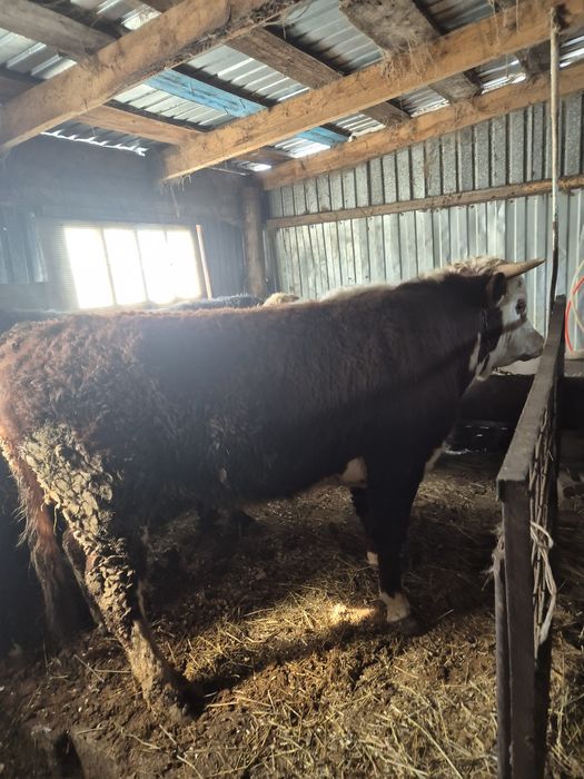 Продам 3 быка на откорме