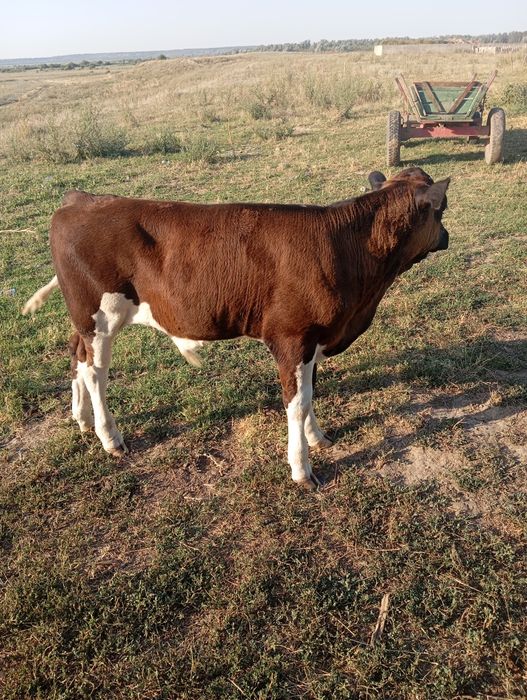Vând vițel de 3 luni