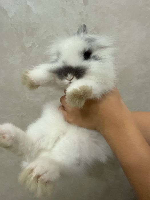 Кролик карлкиовый