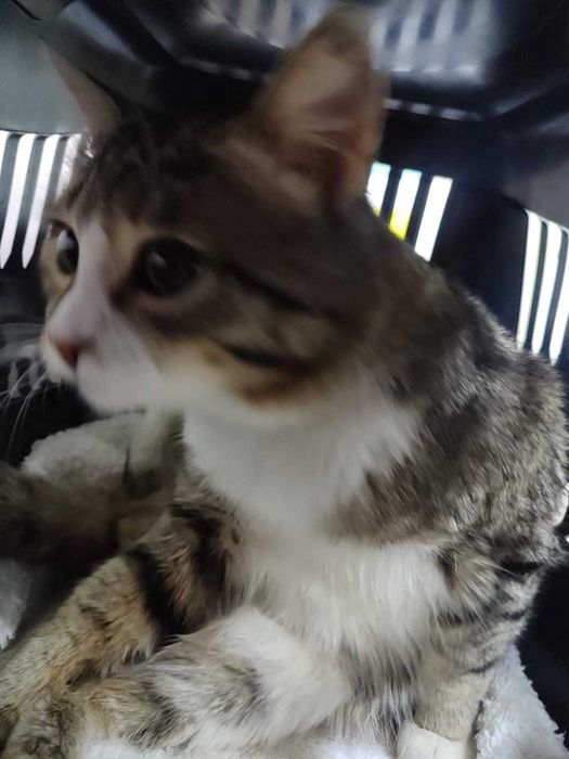 Котик в поисках дома