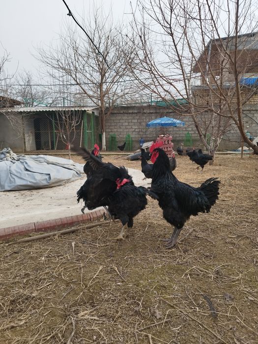 Куры породы черный принц