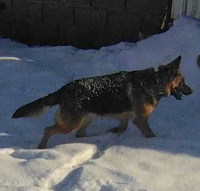 Немецкая овчарка