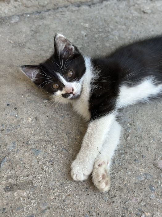 Котята отдам в хорошие руки