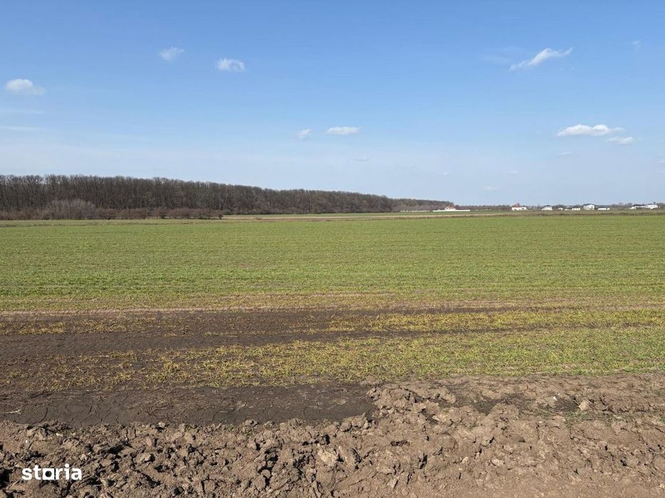 Teren 10700 MP Lotizat in parcele de 500 MP AFUMATI