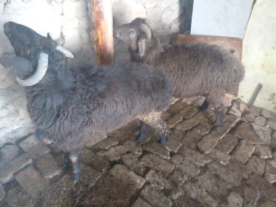 Семиз кочкорлар сотилади