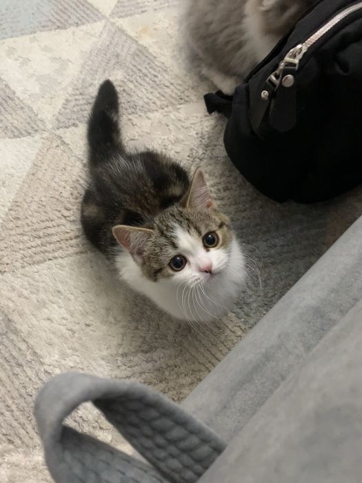 Скотиш страйт девочка