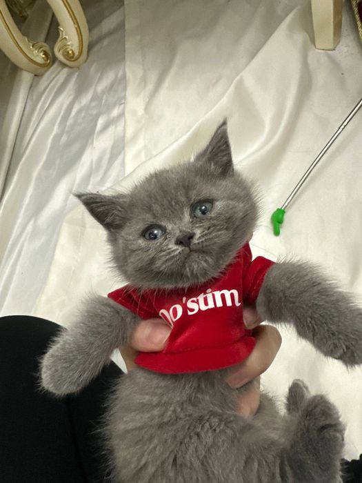 Скотиш фолд продается кошка