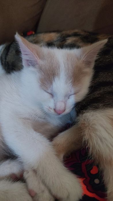 Отдам котенка а хорошие руки