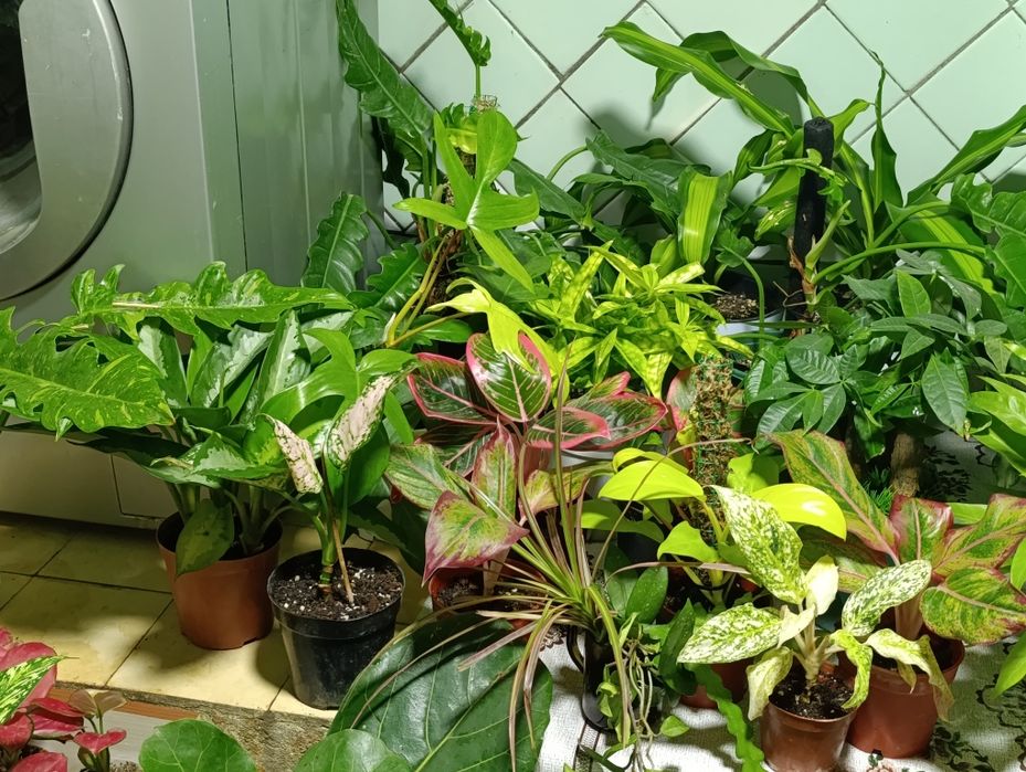 Комнатные растения