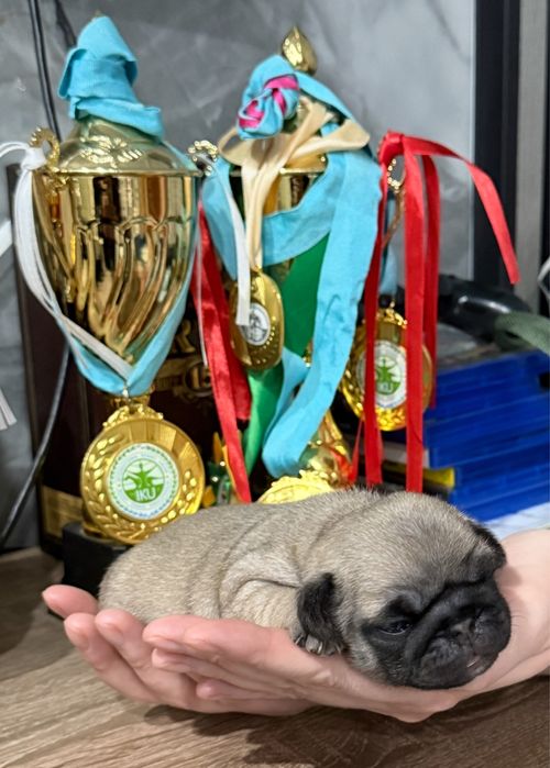 Щенки Мопса от Чемпионов !