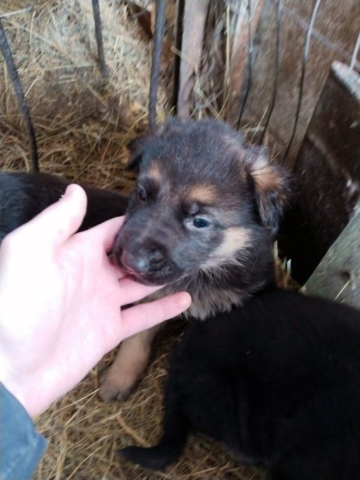 Щенки Овчарки мальчики