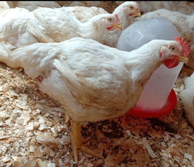 Pui de carne si rasa mixta