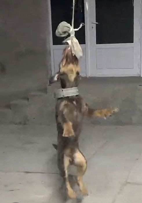 Ягдтерьер кобель 3 года вяска