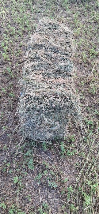 Vând baloți lucernă