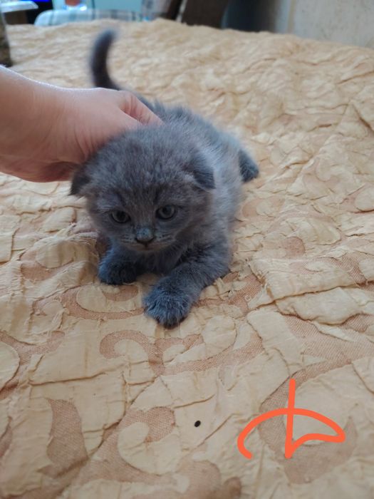Продаются Шотландские Скотиш Страйт и Фолд